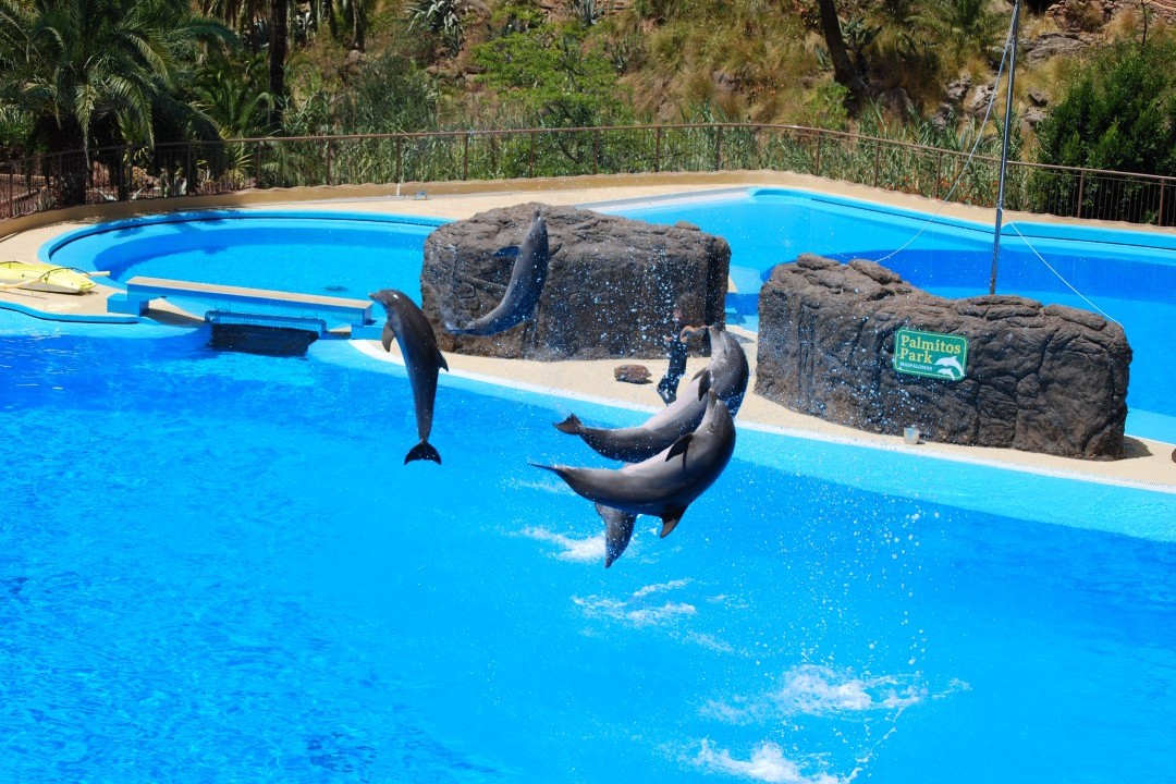 Gran Canaria Activities: Palmitos Park - Dolphins at Palmitos Park, Gran Canaria